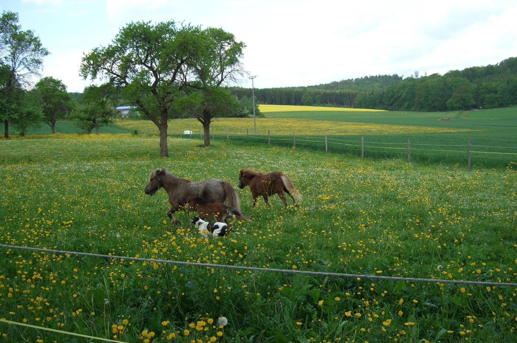 Landhotel Oßwald Kirchheim am Ries Buitenkant foto